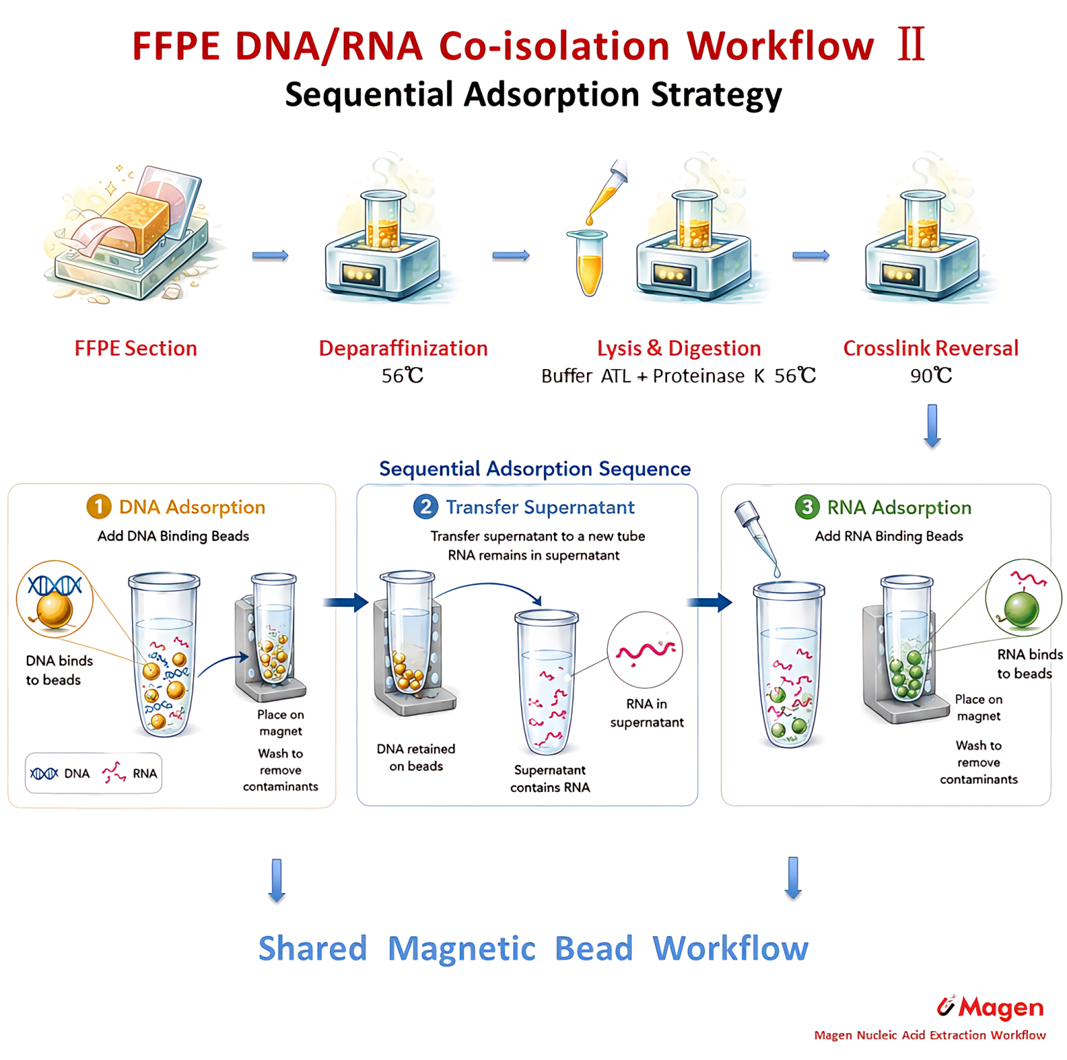 Sequential adsorption strategy for FFPE DNA RNA co-extraction with DNA-first magnetic capture followed by RNA purification from the remaining supernatant